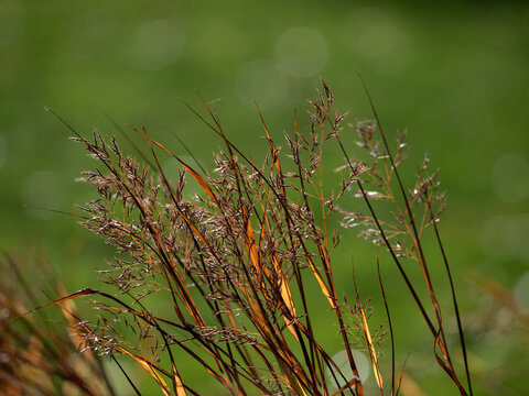 Closeup of ornamental grass Hakonechloa macra in a garden in autumn