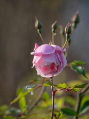 Bloom of Rosa × odorata 'Pallida' in November in the UK