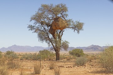 Picture of a tree with a large weaver bird's nest in namibia