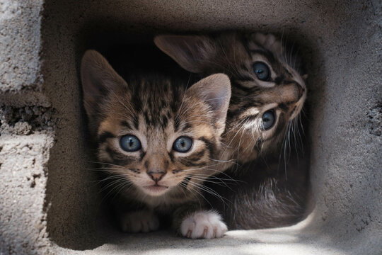 two kittens inside a cement block looking at camera 