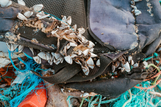 Goose barnacles that have colonised a rucksack in the ocean.