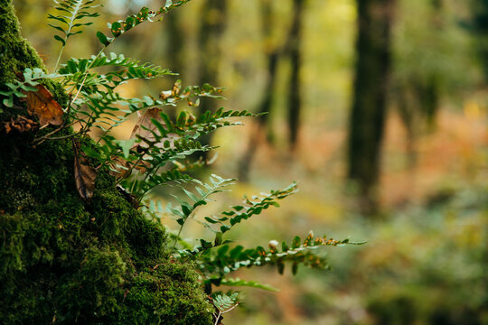 Polypody ferns growing on a tree in ancient woodland.
