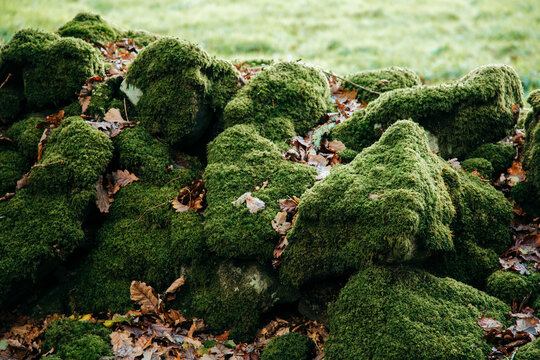 Moss covered boulders on the edge of a temperate rainforest 