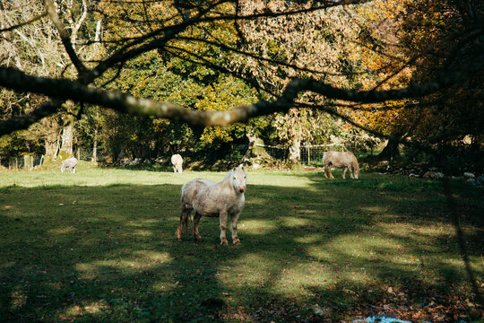 Grazing Welsh ponies.