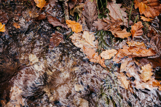 Abstract image of fallen oak leaves and a rushing stream