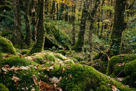 Mossy boulders in ancient woodland