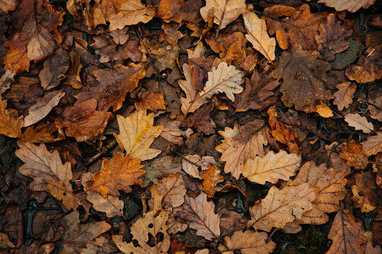 Fallen oak leaves