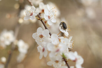 A pest beetle eats the snow-white blossom of a wild cherry.