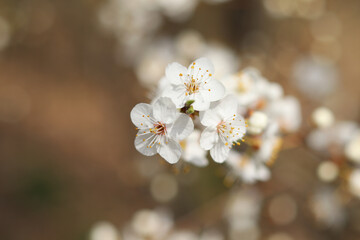 Lush white wild cherry blossoms on a sunny April day.