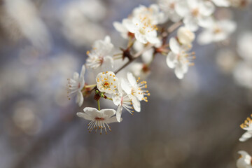 A beautiful branch of blooming wild cherry on a bright sunny day.