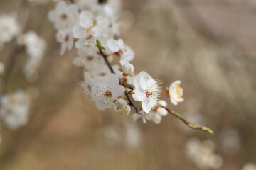 A sprig of blooming wild cherry on a sunny April day.