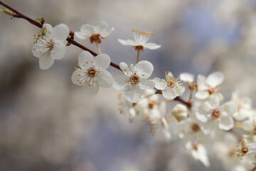 A tender branch of blooming wild cherry on a bright sunny day.