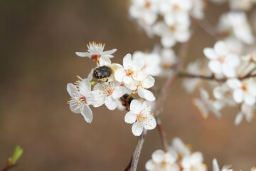The pest beetle feeds on the sweet pollen of the wild cherry.