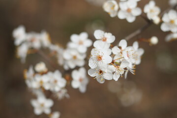 Snow-white wild cherry blossoms on a bright April day.