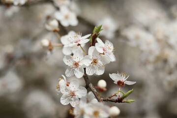 Fragrant white flowers of blooming wild cherry on a bright sunny day.