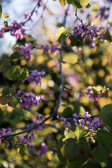 Detailed view of a tree covered in vibrant purple flowers, showcasing the beauty of nature up close.