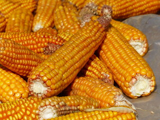 Tas de maïs jaune orange