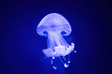 Jellyfish Closeup in a Aquarium