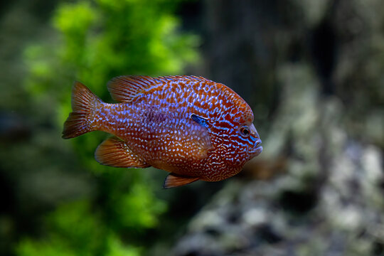 Colorful Longear Sunfish in an Aquarium