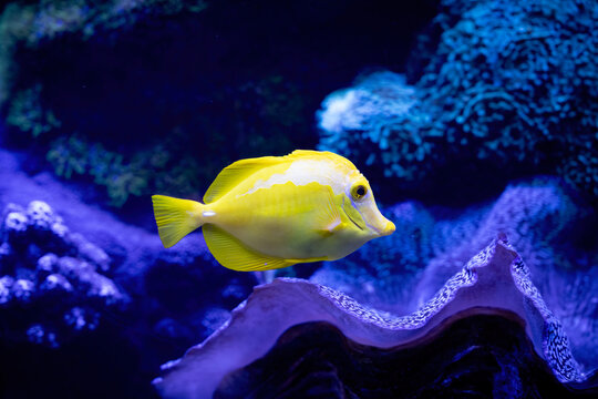 Yellow Tang Fish in a Saltwater Aquarium