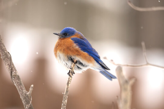 Male Eastern Bluebird in the Snow