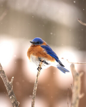 Eastern Bluebird Perched on a Branch in the Winter