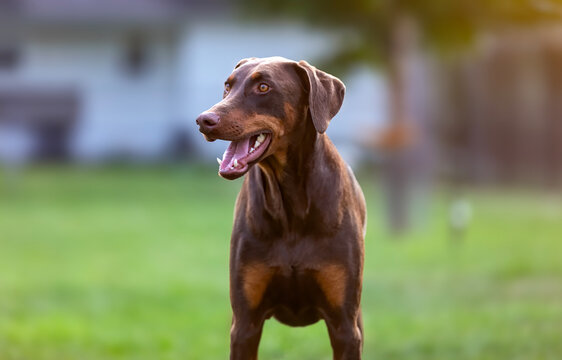 Closeup Portrait of a Doberman Pinscher