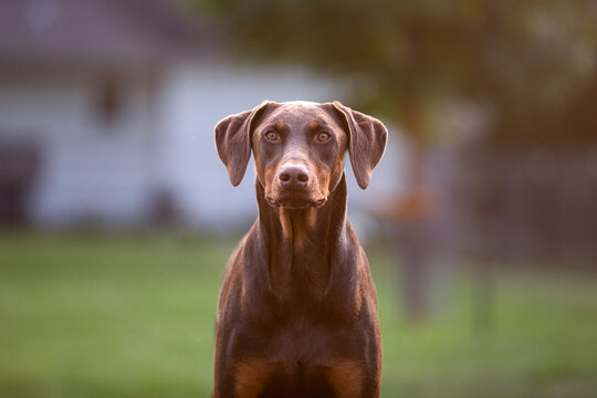 Doberman Pinscher Portrait Looking at the Camera