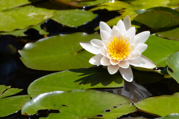 Beautiful water lily in the pond
