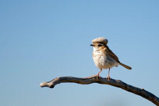 Whimsical nature concept, a small bird with a beret perched on a tree branch against a clear blue sky
