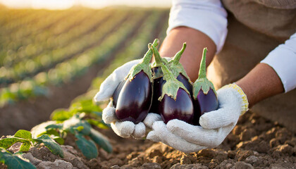 farmer holding fresh purple eggplants in the field - obrazy, fototapety, plakaty