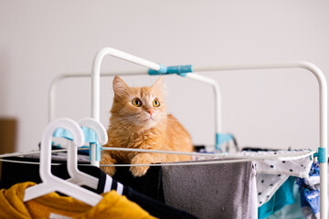 A red furry cat lies on a clothes dryer with clean clothes. Kitten playing, hunting, staring...