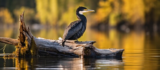 A terrestrial bird with a beak is perched on a log in the middle of a lake, surrounded by fluid water in a natural wetland landscape, home to various wildlife - obrazy, fototapety, plakaty