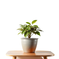 Obraz premium furniture with pots