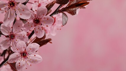Cherry blossoms in full bloom, spring background - 771051935