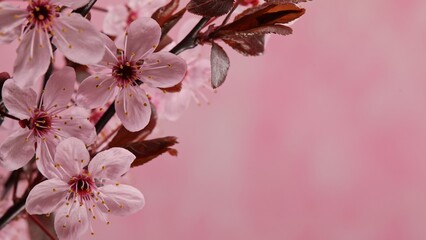 Cherry blossoms in full bloom, spring background