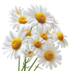 Chamomile Flowers All Natural Raw Fresh Medicinal Herbal Medicine or Culinary Organic Food Ingredient Isolated Object for Marketing or Agricultural Advertising  