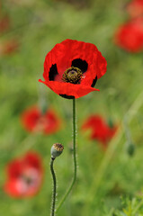 Obraz premium モンツキヒナゲシ