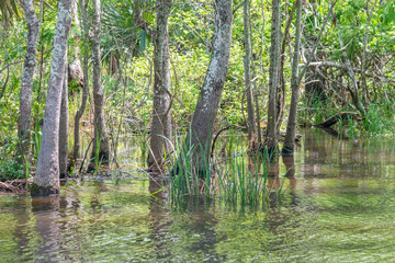Trees growing in swampy bayou along river - 771055105