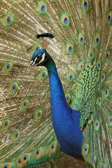 Beautiful Peacock close-up portrait - 771055106