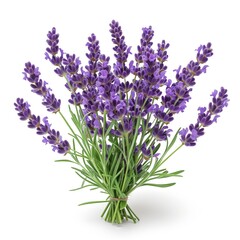 Naklejka premium Lavender Flower Bouquet All Natural Raw Fresh Medicinal Herbal Medicine or Culinary Organic Food Ingredient Isolated Object for Marketing or Agricultural Advertising 