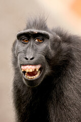 Crested Macaque (Macaca Nigra) in natural habitat - 771055700