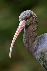 The Puna ibis (Plegadis ridgwayi) bird