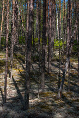 Fototapeta premium the northern moss of the yagel grows in the Scandinavian