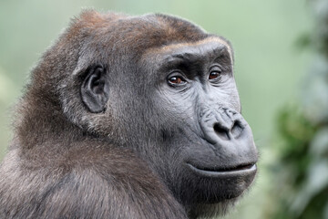 Western Lowland Gorilla portrait in nature view - 771056138