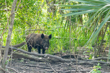 Wild boar in woods by bayou swamp 