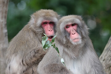 Japanese Macaque monkeys in zoological park - 771056190