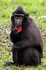 Crested Macaque (Macaca Nigra) in natural habitat - 771056784