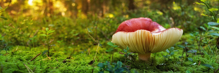 Russula mushroom with a red cap grows in moss and grass in a dense green forest with back side sunlight. widescreen view 15x5 with copy space - obrazy, fototapety, plakaty