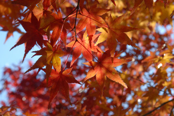秋の大徳寺　境内の紅葉　京都市北区紫野